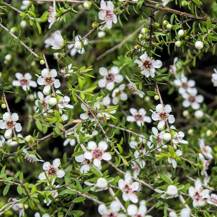 Manuka Flower Seeds for Planting - 100