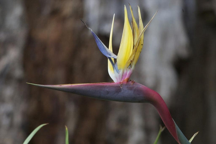 Violet Yellow Strelitzia Flower Seeds for Planting, NON GMO Seeds