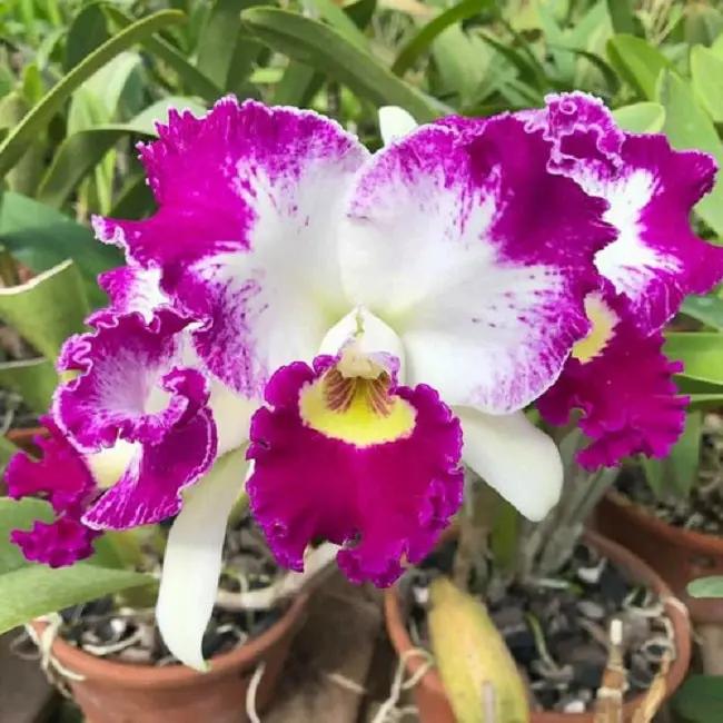 Cattleya Flower Seeds for Planting NON GMO Seeds Dhara Seeds