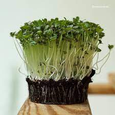 Mizuna Microgreen Seed