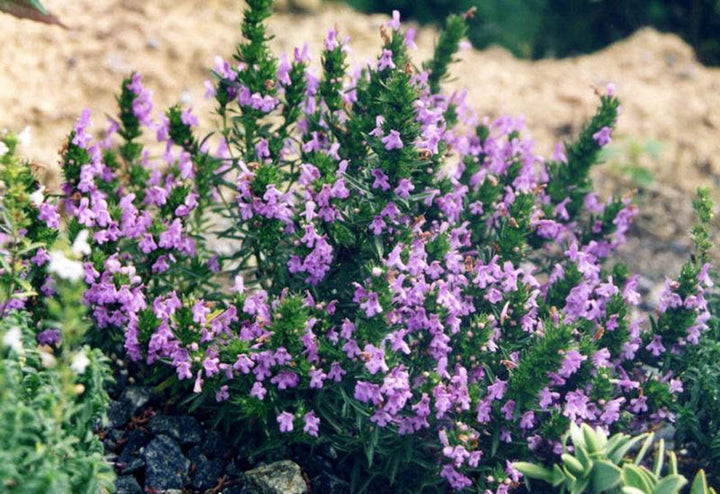 Purple Savory Satureja Flower Seeds for Planting - 100