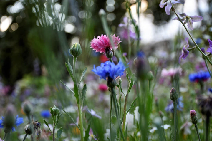 Deep Blue Carnation Flower Seeds – Heirloom, Non-GMO Flower Seeds for Planting