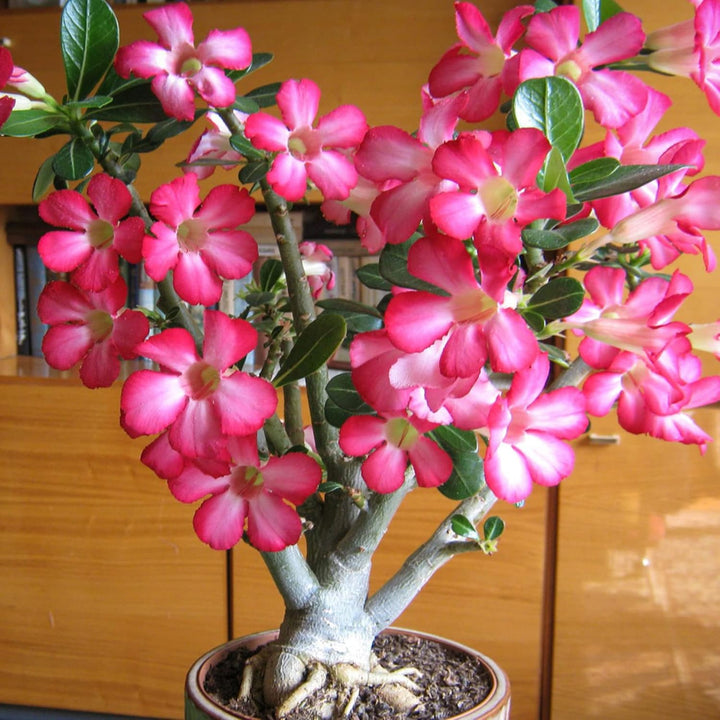 Pink Obesum Flower Seeds for Planting - 100