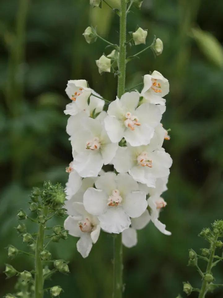 White Verbascum Flower Seeds for Planting - NON GMO Seeds Dhara Seeds