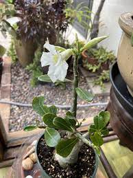 Organic Heirloom White Adenium Seeds – Non-GMO Desert Rose Succulent Seeds for Planting Dhara Seeds