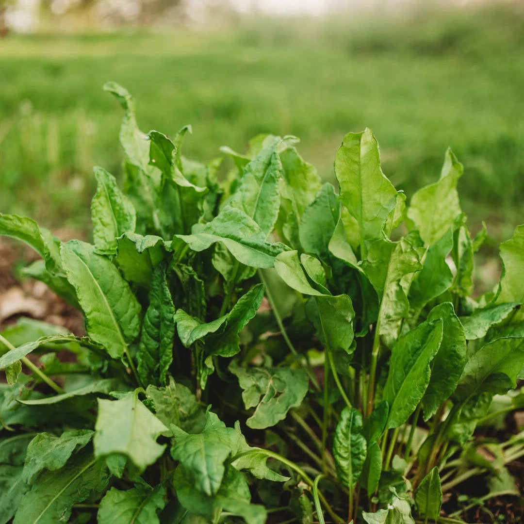 Sorrel Green Seed