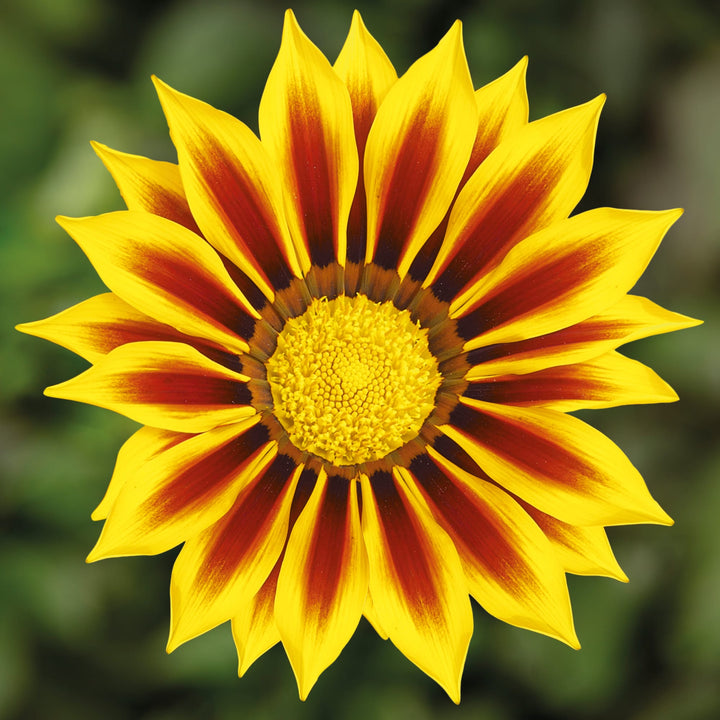 Yellow & Red Gazania Rigens Heirloom Non-GMO Seeds for Planting