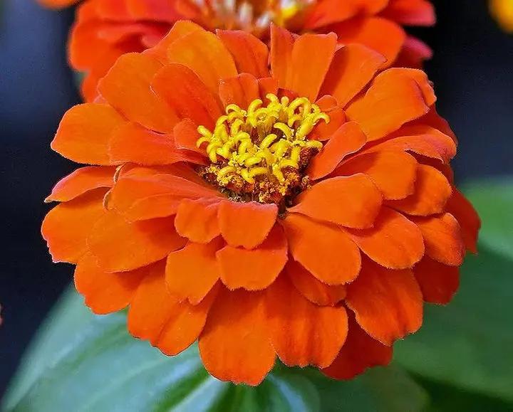 Orange Anthemoides Flower Seeds for Planting - NON GMO Seeds Dhara Seeds