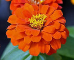 Orange Anthemoides Flower Seeds for Planting - NON GMO Seeds Dhara Seeds