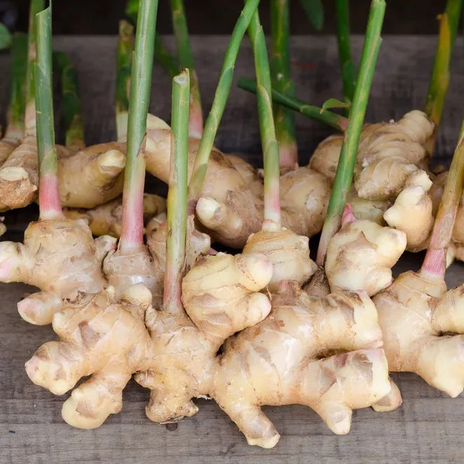 Heirloom Non-GMO Brown Ginger  Seeds for Garden Planting – Rare Exotic Blooms Variety