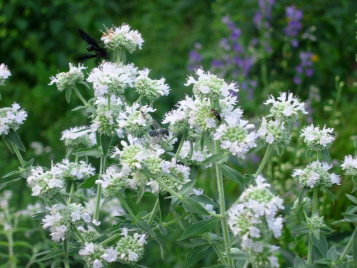 White Mountain Mint Flower Seeds for Planting - 100