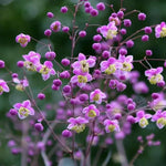 Thalictrum Flower Seeds – Heirloom, Non-GMO Seeds for Planting Delicate Airy Blooms Dhara Seeds