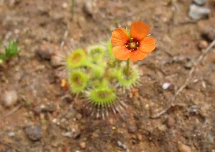 organic-drosera-glanduligera-carnivorous-sundew-seeds

