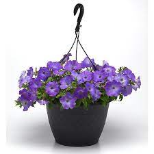 Sky Blue Double Petunia Hybrid Flower Seeds for Home & Garden