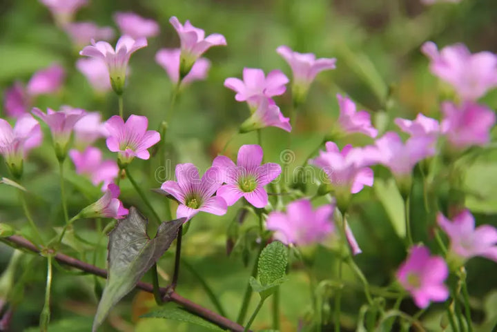 Pink Oxalis Laciniata Flower Seeds – Heirloom, Non-GMO Seeds for Planting Unique Garden Blooms