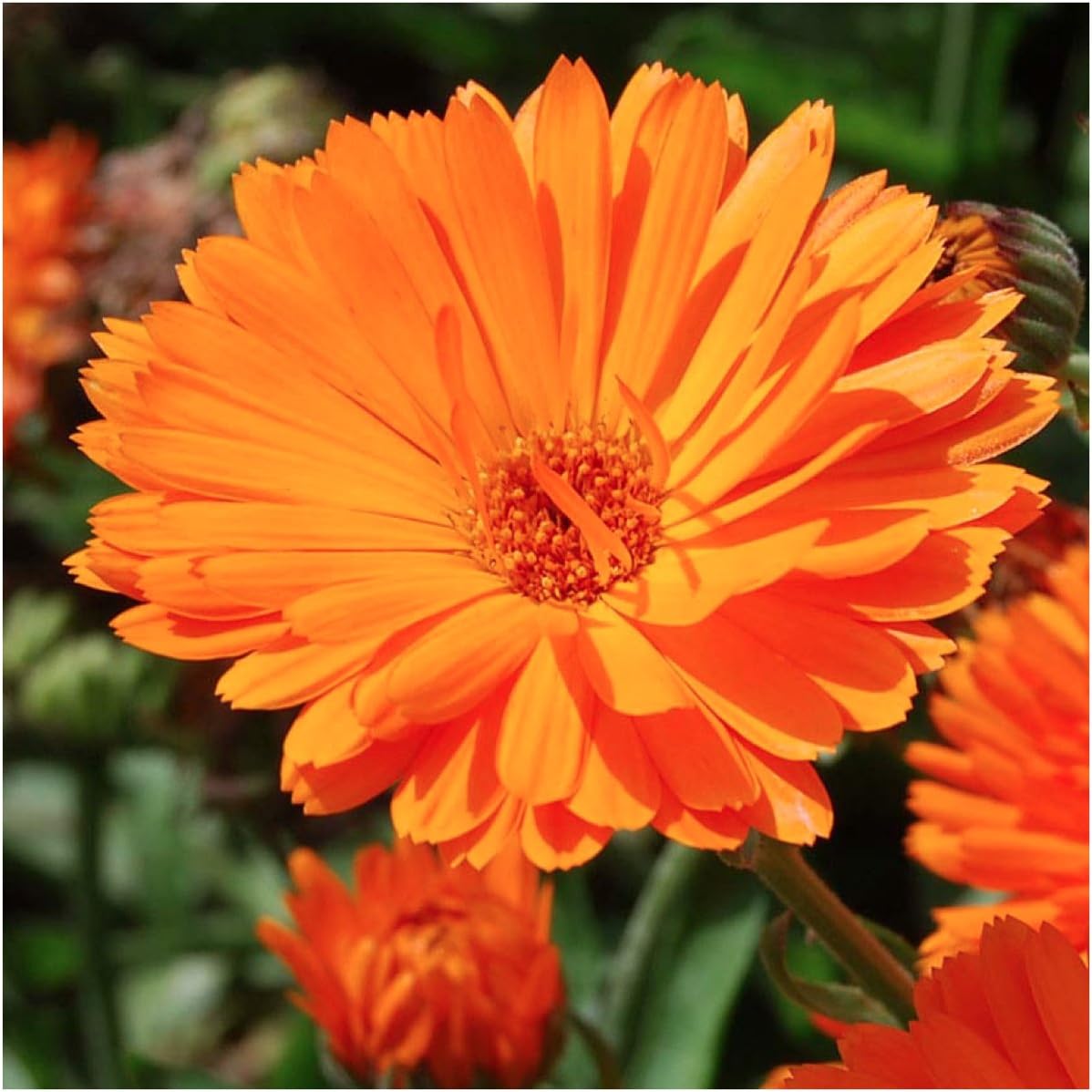 Calendula Seeds - Ball's Improved Orange