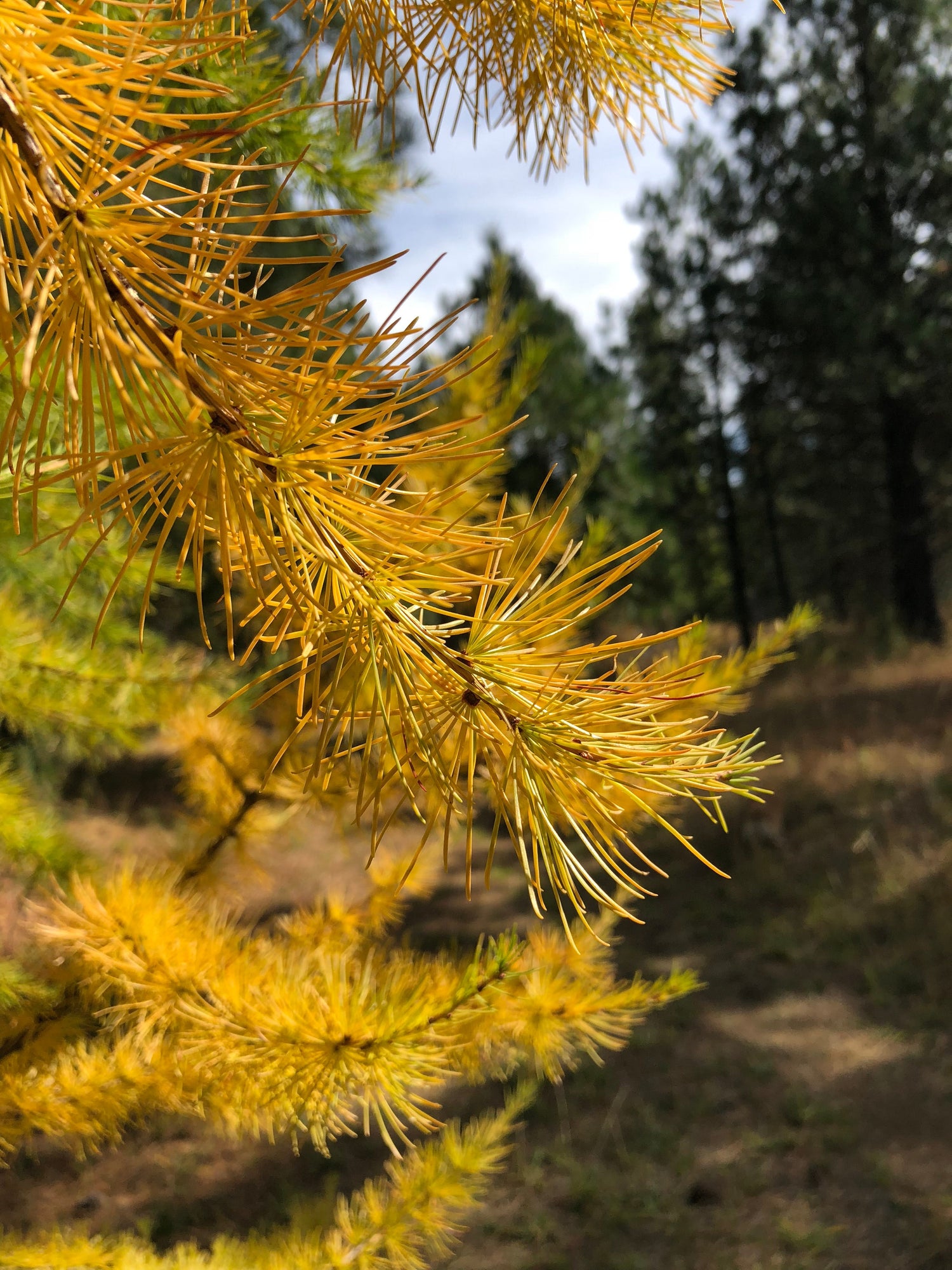 Larch (genus Larix)