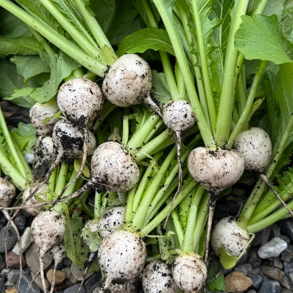 White Lady Hybrid Turnip Seeds | Pure-White Sweet Mild Turnips – Heirloom, Non-GMO, High Germination Organic Garden Seeds