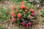 dense container planting of vibrant yellow moss rose

