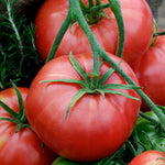 freshly harvested Brandywine tomatoes in rustic basket

