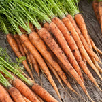 seedlings growing in well-prepared soil trays

