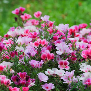 wildflower meadow filled with vibrant Farewell to Spring plants

