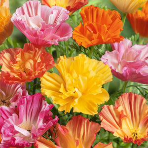 floral bouquet featuring diverse Ballerina poppies

