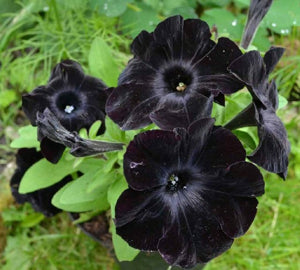 upright, mounded Black Velvet petunia plants decoratively blooming

