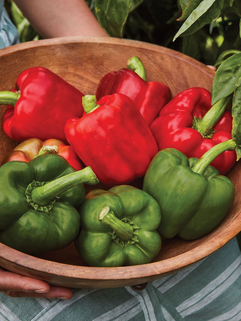 Pepper Capsicum annuum California Wonder vegetable seeds for planting in home garden or container pots