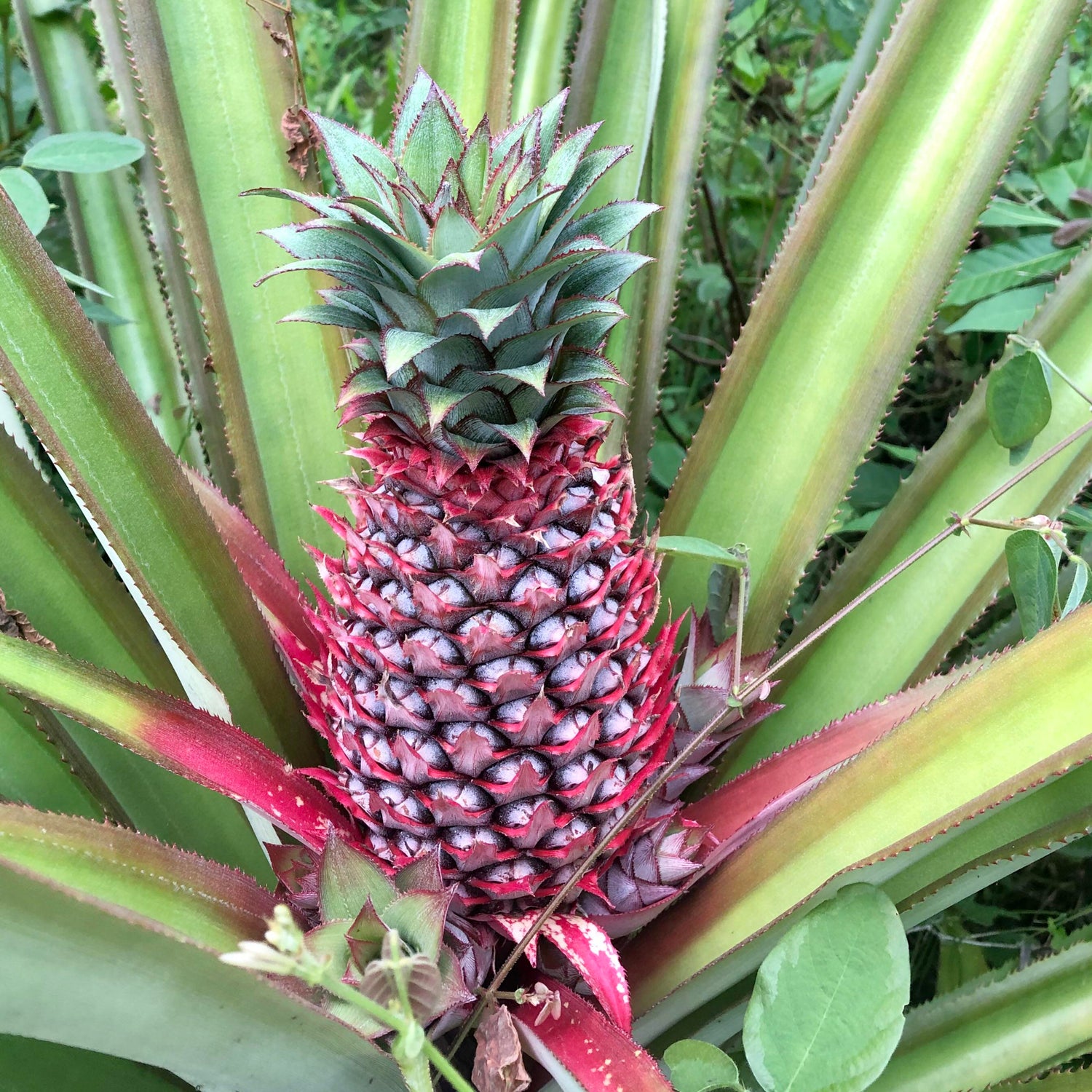 Orange Pineapple Fruit Seeds for Planting – Heirloom Seeds & GMO Free Seeds for Home Garden
