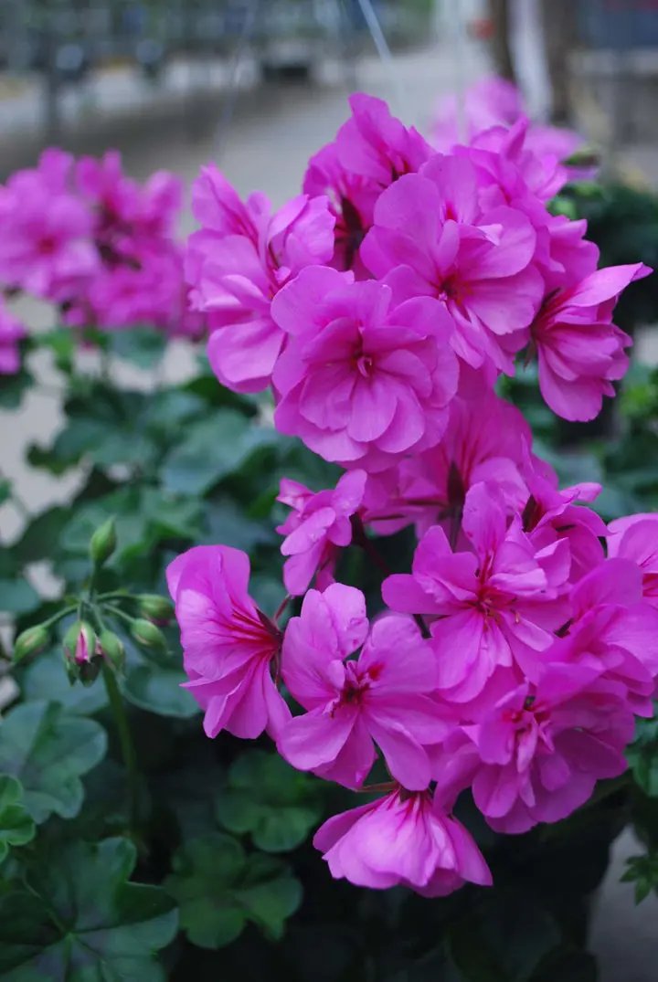 Purple Geranium Ivy Trailing Double Flower Seeds - Heirloom & Non-GMO Seeds for Planting Dhara Seeds
