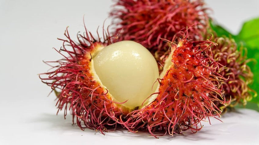 Lychee (Litchi chinensis)