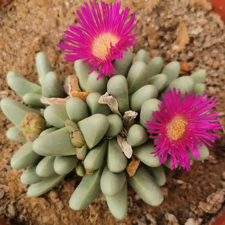 Pink Argyroderma Plant Seeds for Planting - 100