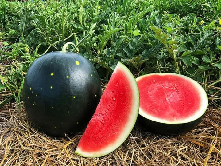 Black Watermelon Fruit Seeds for Garden Cultivation