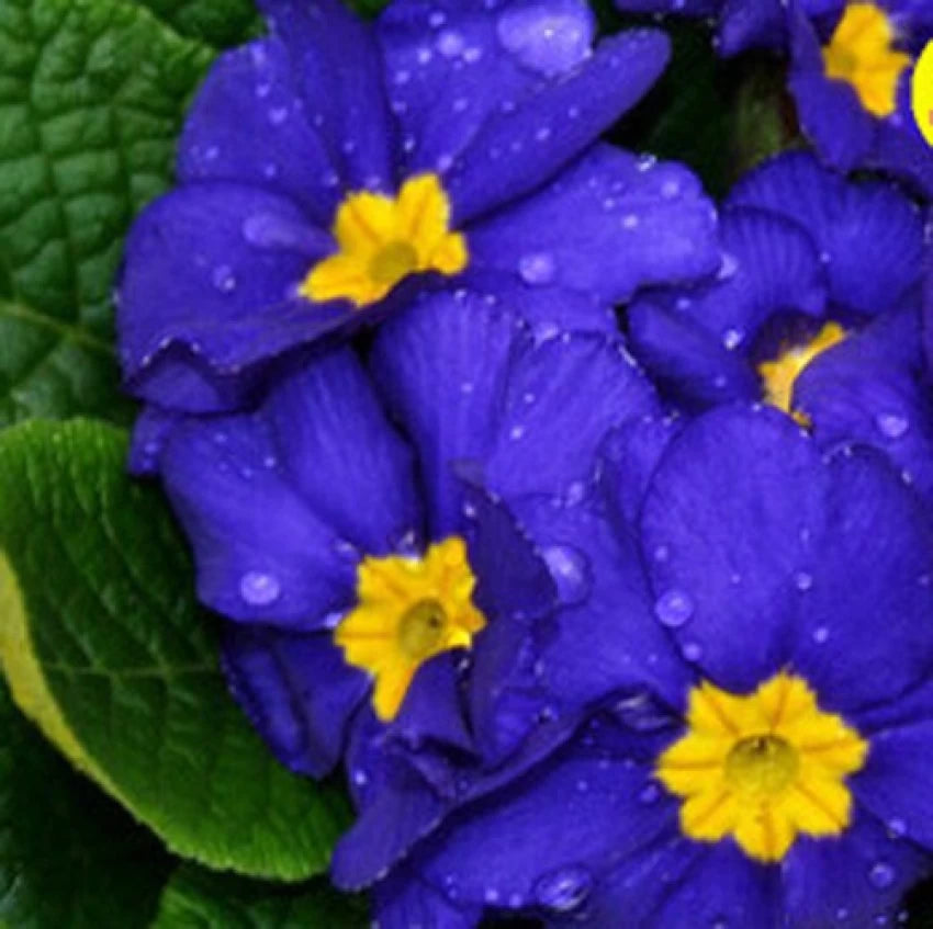 Heirloom Non-GMO Primula Malacoides Flower Seeds for Planting – Blue and Yellow Charming Blooms seeds for planting in home garden