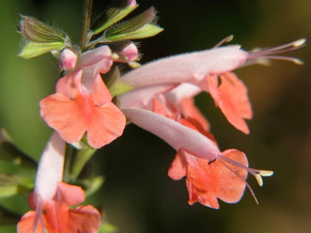 Coral Nymph Salvia Coccinea Flowering Seeds For Planting