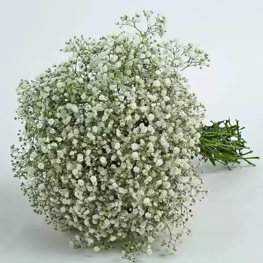 Peach Gypsophila Flower Seeds for Planting – NON GMO Seeds for planting in home garden