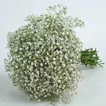 Peach Gypsophila Flower Seeds for Planting – NON GMO Seeds for planting in home garden