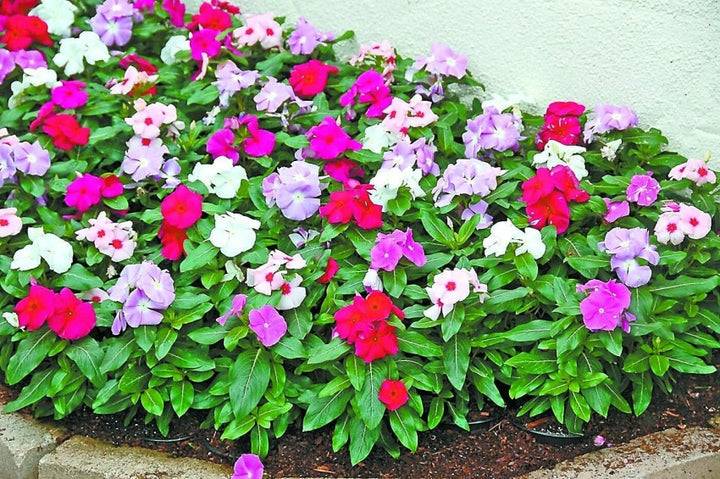 Mixed Madagascar Flower Seeds for Planting - 100 pcs