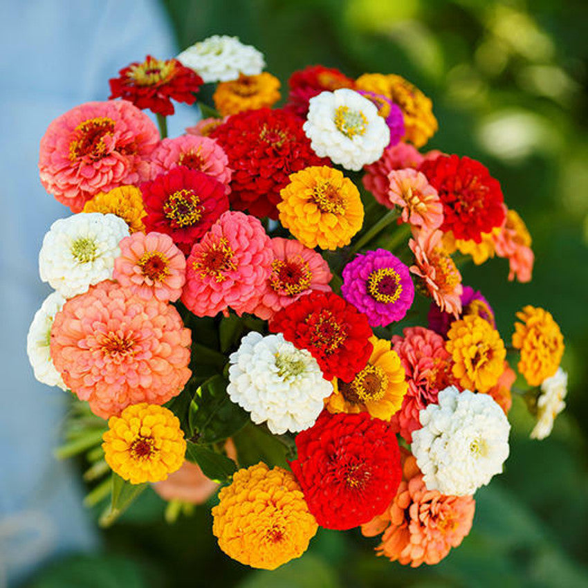 Zinnia Elegans Pumila Mix Flowering Seeds For Planting in home garden beds or planters