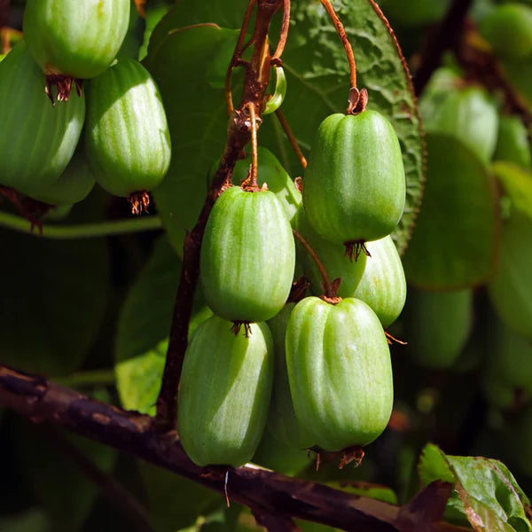Actinidia Kolomikta Plant Seeds for Hardy and Sweet Fruit Trees