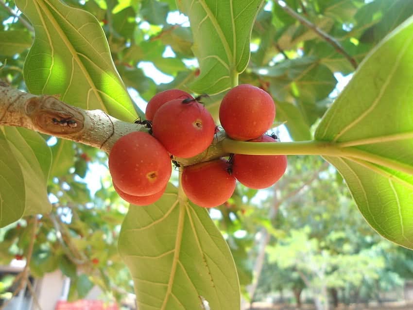 Banyan tree Ficus benghalensis seeds for sacred bonsai garden