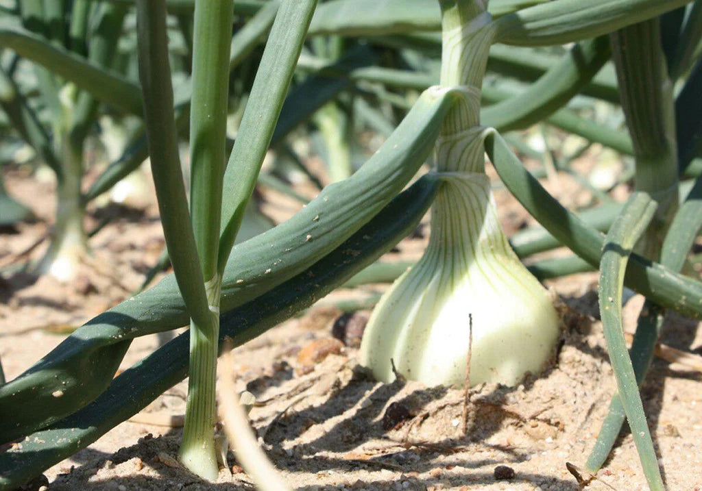 Vidalia Onion Seeds