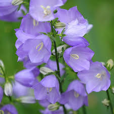Campanula Persicifolia Flower Seeds – Hardy Perennial