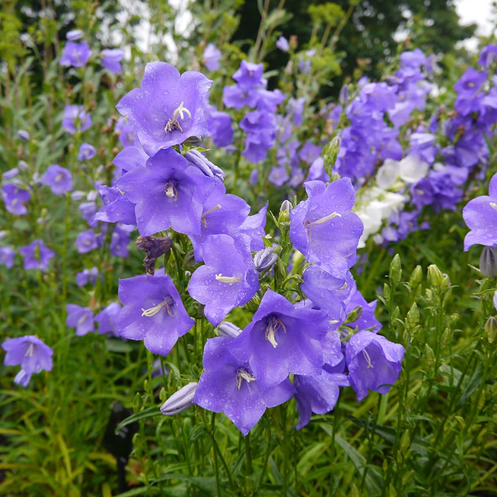 Campanula Persicifolia Flower Seeds – Hardy Perennial