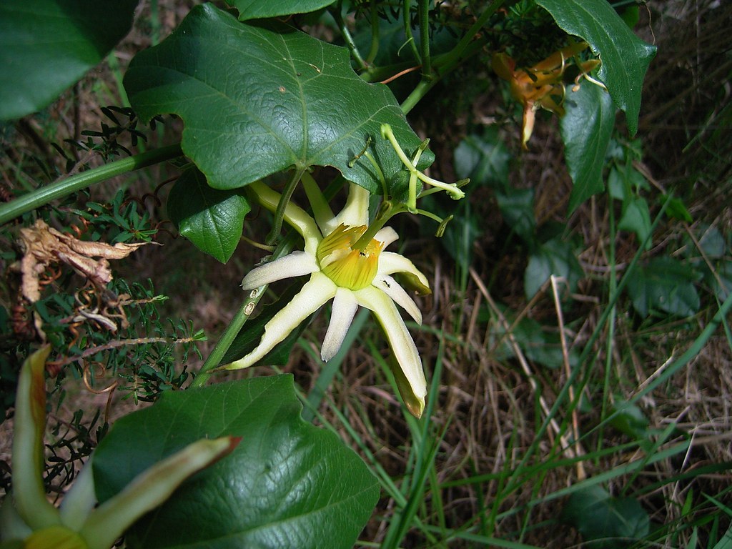 Herbertian Rare Exotic Garden Seeds