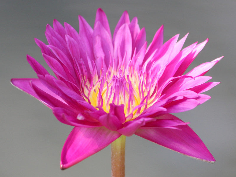 Nymphaea Pink Flamingo (Tropical Water Lily)