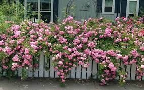 Heirloom Climbing Rose Flower Seeds for Planting – Non-GMO Seeds for Vertical Gardens