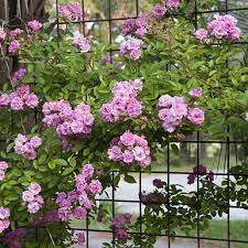 Heirloom Climbing Rose Flower Seeds for Planting – Non-GMO Seeds for Vertical Gardens