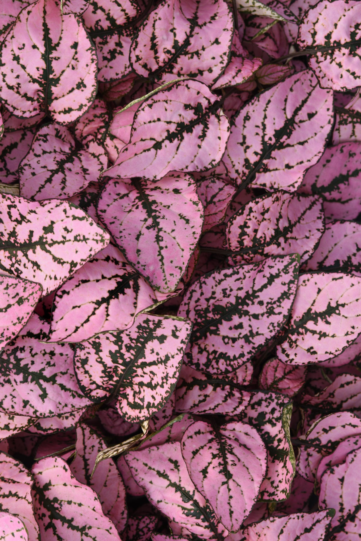 Hypoestes Splash Select Pink Seeds